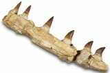 Mosasaur (Prognathodon) Jaw with Six Teeth - Morocco #259675-1